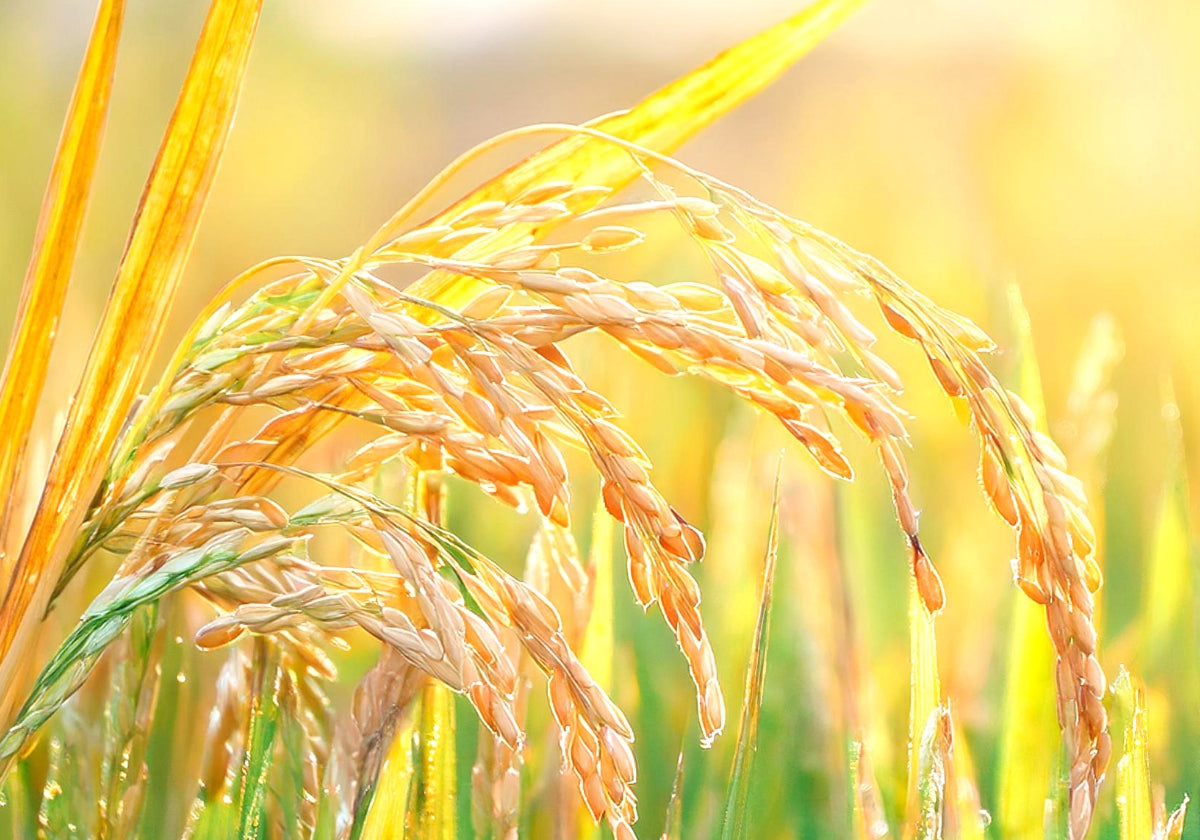 Dr's Power Rice Silica PREMIUM – シリカのある生活 WEB STORE